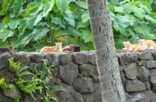 Cat colony at UH-Manoa